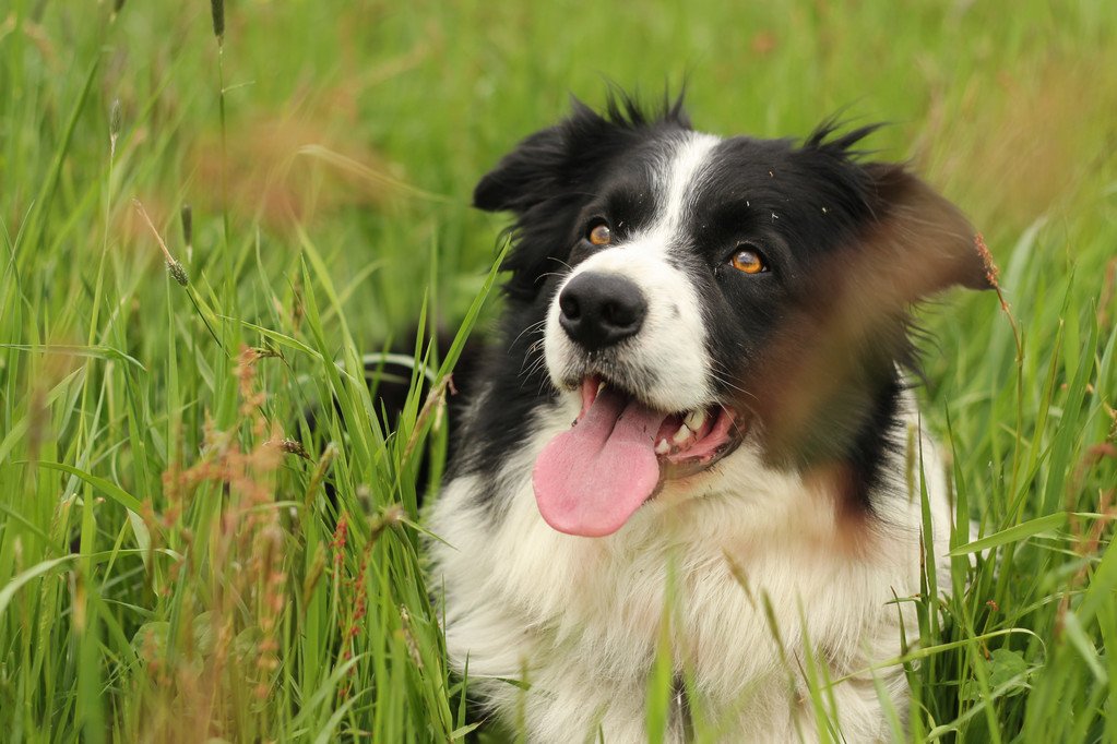 Curated visual reference: Visual Reference: Finding The Right Fit Choosing The Right Dog Breed