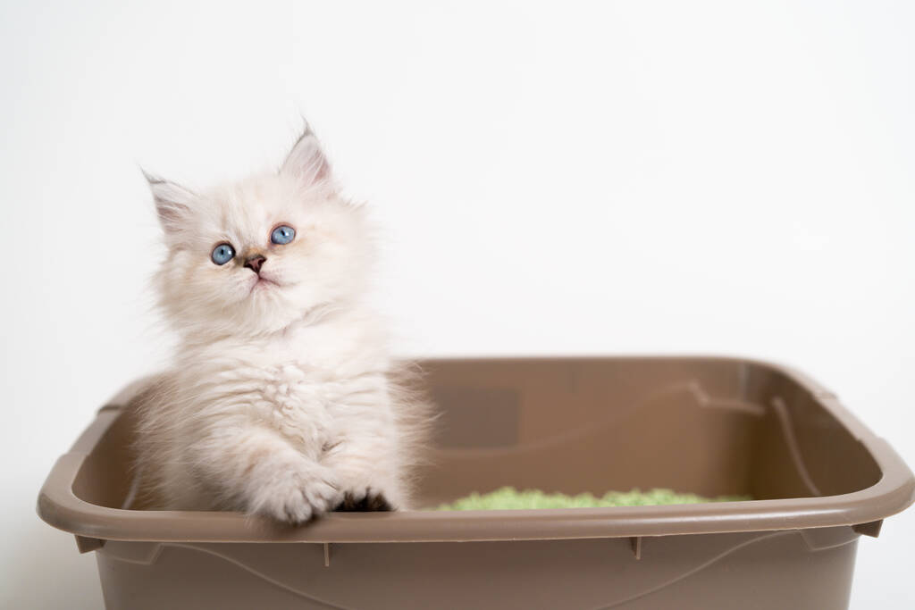 The Science of Why Cats Love Boxes