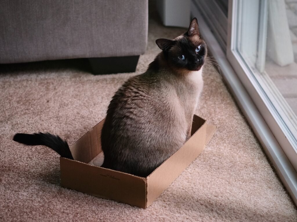 The Science of Why Cats Love Boxes - Public Hub