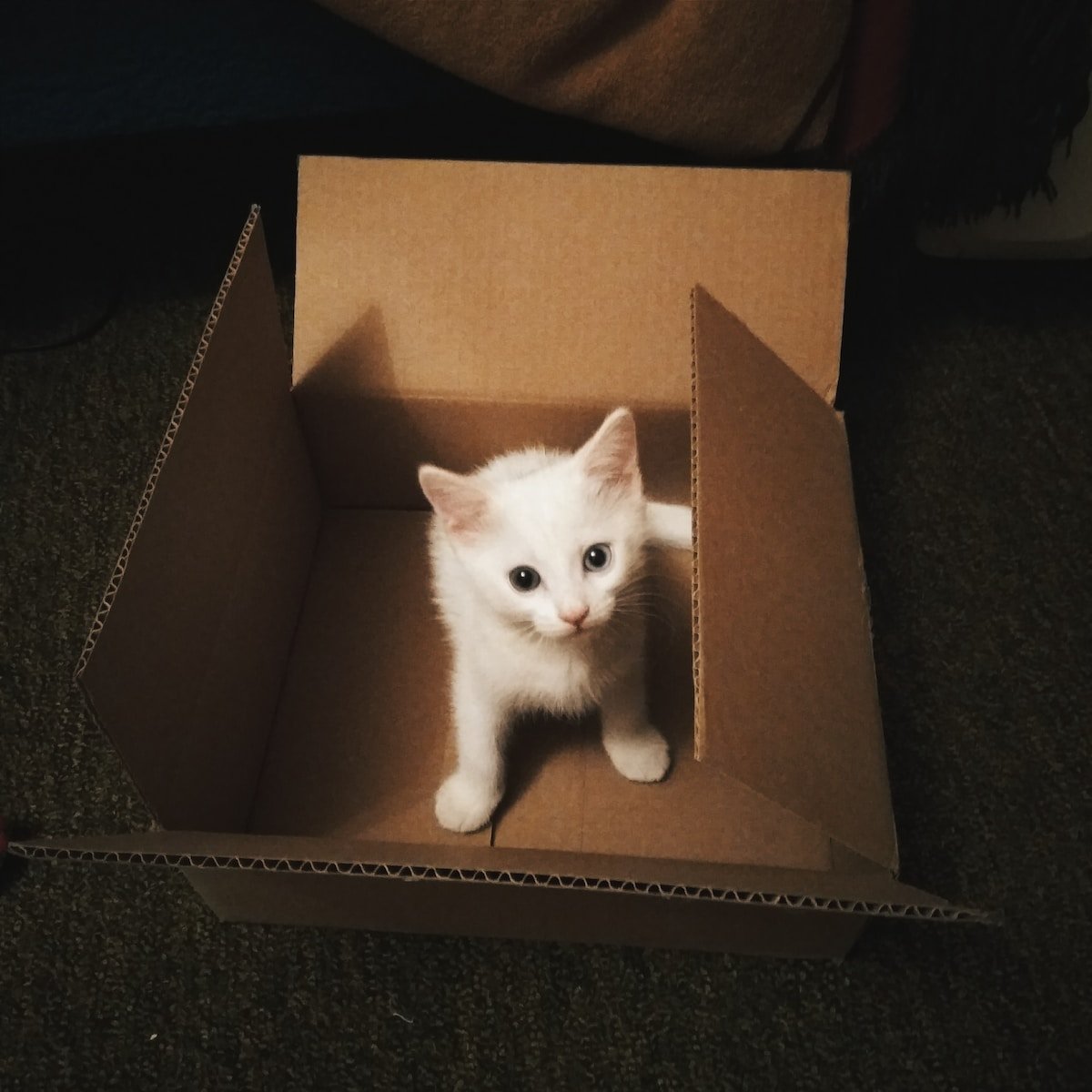The Science of Why Cats Love Boxes - Public Hub