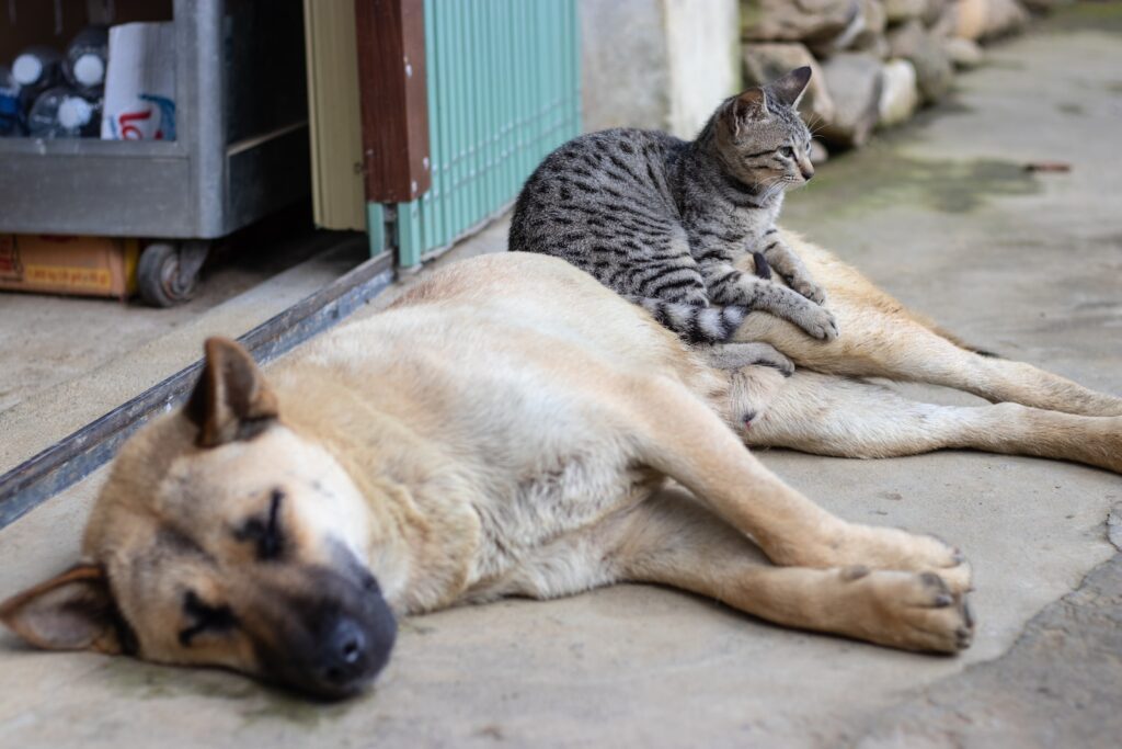 Benefits of Keeping Cats and Dogs Together