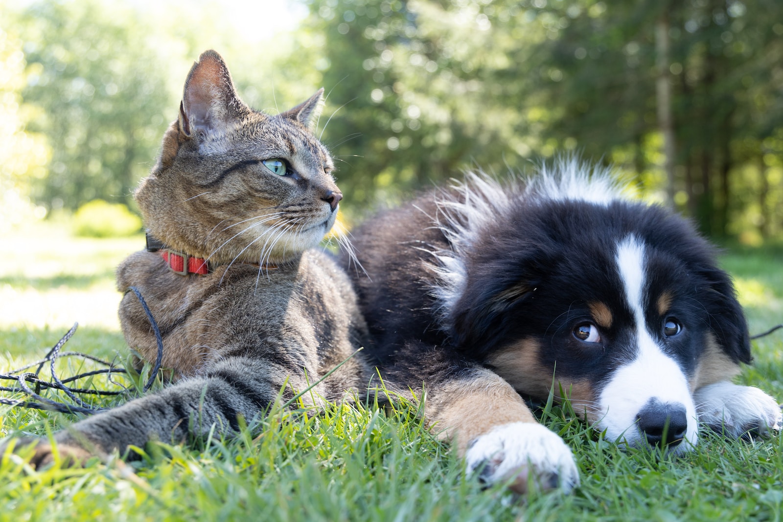 Understanding The Unique Relationship Between Cats And Dogs